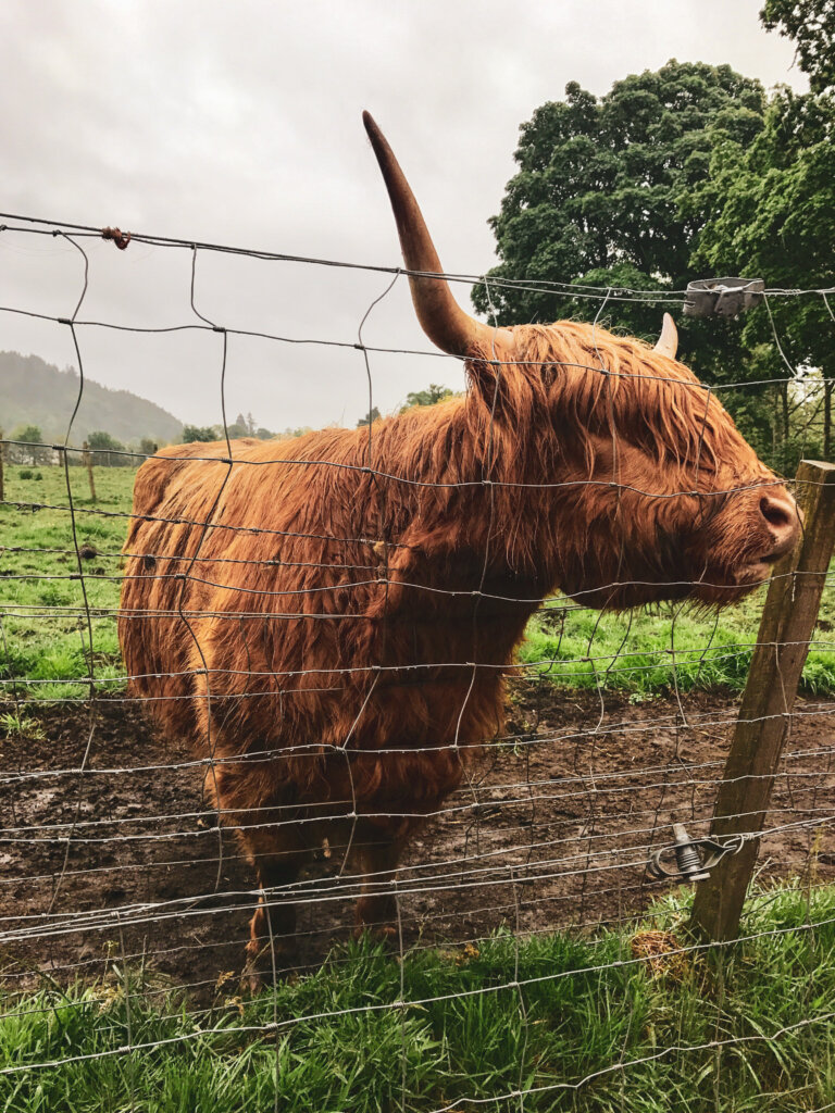 edinburgh travel hairy coo cow